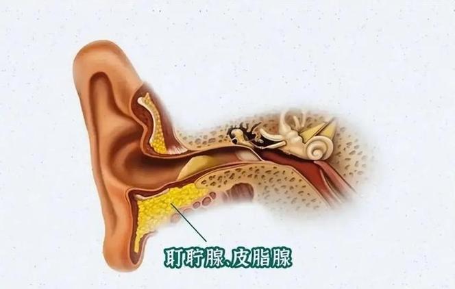 耳朵聋是不是有病的前兆,设计策略快速解答_整版DKJ656.74