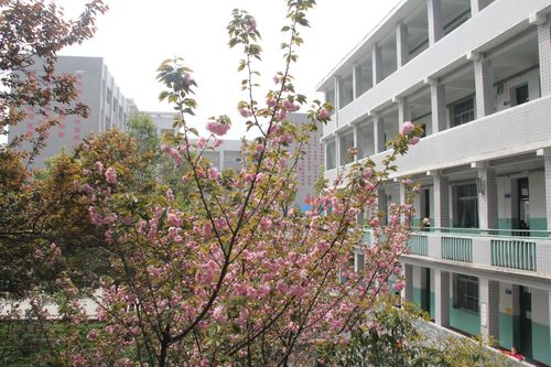 初中体育学科核心素养,真实经典策略设计_VR型43.237